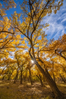 Picture of USA- NEW MEXICO- SANDOVAL COUNTY. SUNBURST ON COTTONWOOD TREES.