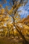 Picture of USA- NEW MEXICO- SANDOVAL COUNTY. SUNBURST ON COTTONWOOD TREES.