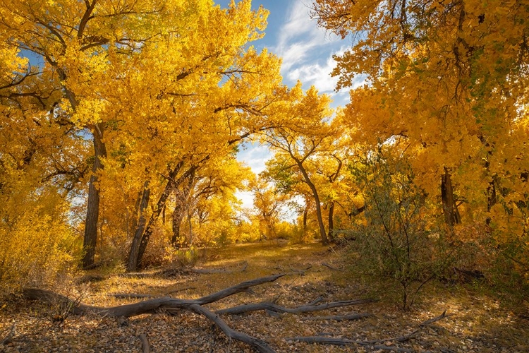 Picture of USA- NEW MEXICO- SANDOVAL COUNTY. COTTONWOOD TREES IN AUTUMN.