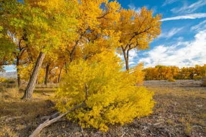 Picture of USA- NEW MEXICO- SANDOVAL COUNTY. COTTONWOOD TREES IN AUTUMN.