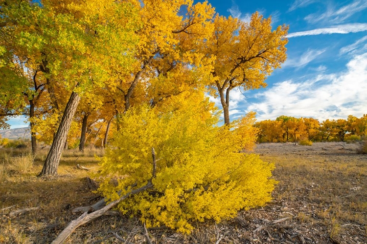 Picture of USA- NEW MEXICO- SANDOVAL COUNTY. COTTONWOOD TREES IN AUTUMN.