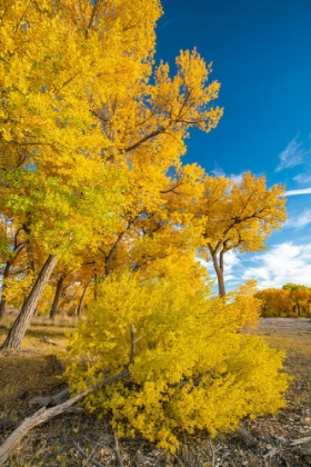 Picture of USA- NEW MEXICO- SANDOVAL COUNTY. COTTONWOOD TREES IN AUTUMN.
