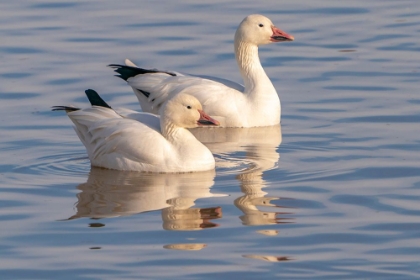 Picture of USA- NEW MEXICO- BOSQUE DEL APACHE NATIONAL WILDLIFE REFUGE. SNOW GEESE IN WATER.
