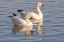 Picture of USA- NEW MEXICO- BOSQUE DEL APACHE NATIONAL WILDLIFE REFUGE. SNOW GEESE IN WATER.