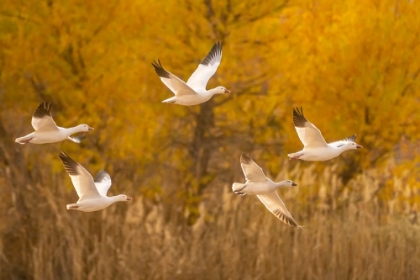 Picture of USA- NEW MEXICO- BOSQUE DEL APACHE NATIONAL WILDLIFE REFUGE. SNOW GEESE FLYING.