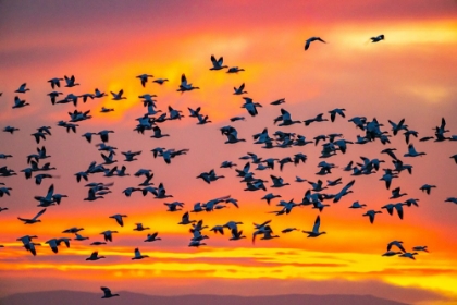 Picture of USA- NEW MEXICO- BOSQUE DEL APACHE NATIONAL WILDLIFE REFUGE. SNOW GEESE FLYING AT SUNRISE.