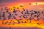Picture of USA- NEW MEXICO- BOSQUE DEL APACHE NATIONAL WILDLIFE REFUGE. SNOW GEESE FLYING AT SUNRISE.