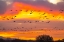 Picture of USA- NEW MEXICO- BOSQUE DEL APACHE NATIONAL WILDLIFE REFUGE. SNOW GEESE FLYING AT SUNRISE.