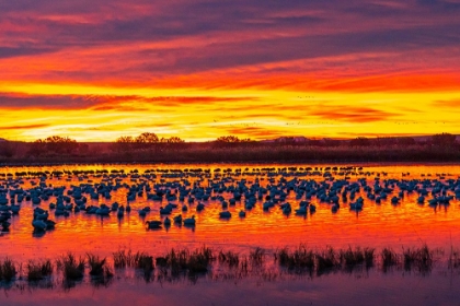 Picture of USA- NEW MEXICO- BOSQUE DEL APACHE NATIONAL WILDLIFE REFUGE. SNOW GEESE IN WATER AT SUNRISE.