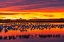 Picture of USA- NEW MEXICO- BOSQUE DEL APACHE NATIONAL WILDLIFE REFUGE. SNOW GEESE IN WATER AT SUNRISE.