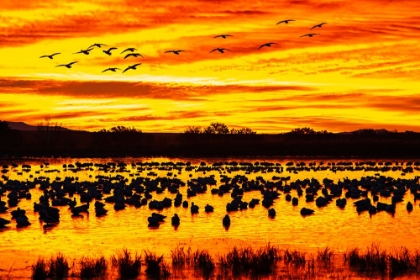 Picture of USA- NEW MEXICO- BOSQUE DEL APACHE NATIONAL WILDLIFE REFUGE. SNOW GEESE IN WATER AT SUNRISE.