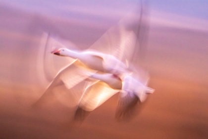 Picture of USA- NEW MEXICO- BOSQUE DEL APACHE NATIONAL WILDLIFE REFUGE. BLUR OF SNOW GEESE FLYING.