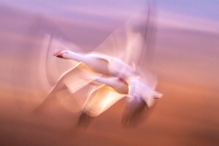 Picture of USA- NEW MEXICO- BOSQUE DEL APACHE NATIONAL WILDLIFE REFUGE. BLUR OF SNOW GEESE FLYING.