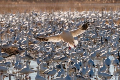 Picture of USA- NEW MEXICO- BOSQUE DEL APACHE NATIONAL WILDLIFE REFUGE. SNOW GOOSE LANDING IN FLOCK.