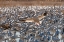 Picture of USA- NEW MEXICO- BOSQUE DEL APACHE NATIONAL WILDLIFE REFUGE. SNOW GOOSE LANDING IN FLOCK.