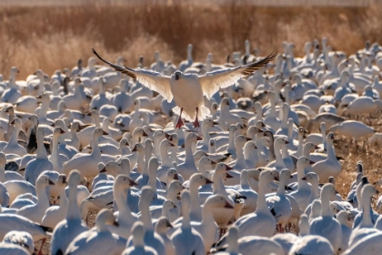 Picture of USA- NEW MEXICO- BOSQUE DEL APACHE NATIONAL WILDLIFE REFUGE. SNOW GOOSE LANDING IN FLOCK.