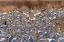 Picture of USA- NEW MEXICO- BOSQUE DEL APACHE NATIONAL WILDLIFE REFUGE. SNOW GOOSE LANDING IN FLOCK.
