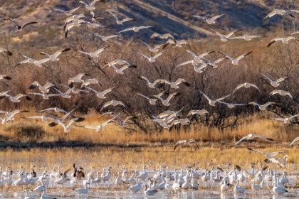Picture of USA- NEW MEXICO- BOSQUE DEL APACHE NATIONAL WILDLIFE REFUGE. SNOW GEESE FLYING OVER FLOCK IN WATER.