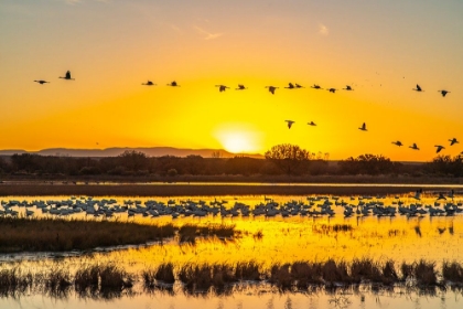 Picture of USA- NEW MEXICO- BOSQUE DEL APACHE NATIONAL WILDLIFE REFUGE. SANDHILL CRANES