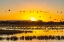 Picture of USA- NEW MEXICO- BOSQUE DEL APACHE NATIONAL WILDLIFE REFUGE. SANDHILL CRANES