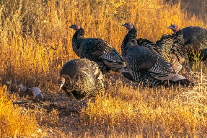 Picture of USA- NEW MEXICO- BOSQUE DEL APACHE NATIONAL WILDLIFE REFUGE. CLOSE-UP OF FEMALE WILD TURKEYS.
