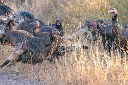 Picture of USA- NEW MEXICO- BOSQUE DEL APACHE NATIONAL WILDLIFE REFUGE. CLOSE-UP OF FEMALE WILD TURKEYS.