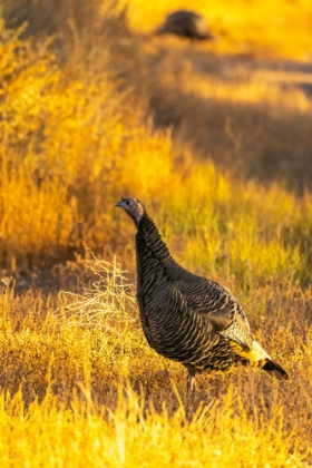 Picture of USA- NEW MEXICO- BOSQUE DEL APACHE NATIONAL WILDLIFE REFUGE. CLOSE-UP OF FEMALE WILD TURKEY.