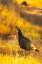 Picture of USA- NEW MEXICO- BOSQUE DEL APACHE NATIONAL WILDLIFE REFUGE. CLOSE-UP OF FEMALE WILD TURKEY.