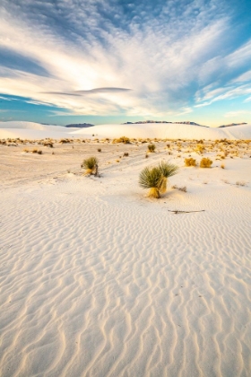 Picture of USA- NEW MEXICO- WHITE SANDS NATIONAL MONUMENT. YUCCA IN WHITE SAND.