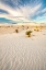 Picture of USA- NEW MEXICO- WHITE SANDS NATIONAL MONUMENT. YUCCA IN WHITE SAND.