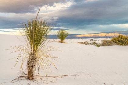 Picture of USA- NEW MEXICO- WHITE SANDS NATIONAL MONUMENT. SAND DUNES AND YUCCA CACTI.