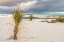 Picture of USA- NEW MEXICO- WHITE SANDS NATIONAL MONUMENT. SAND DUNES AND YUCCA CACTI.