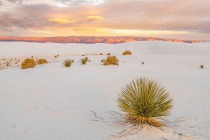 Picture of USA- NEW MEXICO- WHITE SANDS NATIONAL MONUMENT. SAND DUNES AND YUCCA CACTUS.