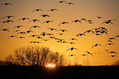 Picture of USA- NEW MEXICO- BOSQUE DEL APACHE NATIONAL WILDLIFE REFUGE. BIRDS IN SILHOUETTE AT SUNRISE.