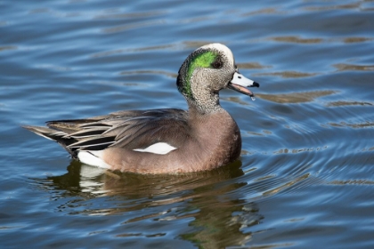 Picture of USA- NEW MEXICO- SOCORRO. AMERICAN WIGEON IN SMALL POND