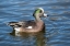 Picture of USA- NEW MEXICO- SOCORRO. AMERICAN WIGEON IN SMALL POND
