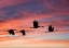 Picture of USA- NEW MEXICO. BOSQUE DEL APACHE NATIONAL WILDLIFE REFUGE