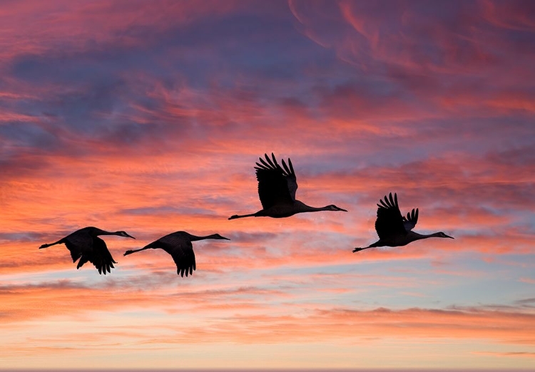 Picture of USA- NEW MEXICO. BOSQUE DEL APACHE NATIONAL WILDLIFE REFUGE