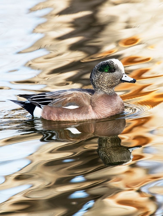 Picture of USA- NEW MEXICO- SOCORRO. AMERICAN WIGEON IN SMALL POND