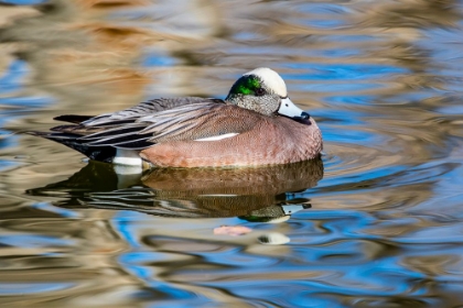 Picture of USA- NEW MEXICO- SOCORRO. AMERICAN WIGEON IN SMALL POND