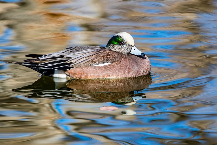 Picture of USA- NEW MEXICO- SOCORRO. AMERICAN WIGEON IN SMALL POND