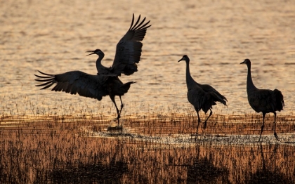 Picture of USA- NEW MEXICO. BOSQUE DEL APACHE NATIONAL WILDLIFE REFUGE