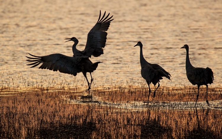 Picture of USA- NEW MEXICO. BOSQUE DEL APACHE NATIONAL WILDLIFE REFUGE