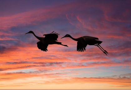Picture of USA- NEW MEXICO. BOSQUE DEL APACHE NATIONAL WILDLIFE REFUGE