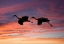 Picture of USA- NEW MEXICO. BOSQUE DEL APACHE NATIONAL WILDLIFE REFUGE