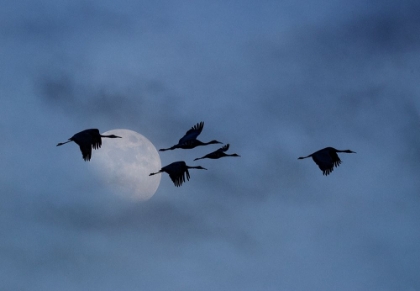 Picture of USA- NEW MEXICO. BOSQUE DEL APACHE NATIONAL WILDLIFE REFUGE