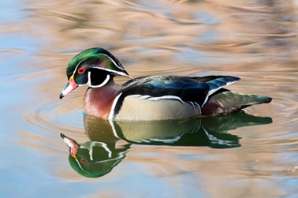 Picture of USA- NEW MEXICO- ALBUQUERQUE. MALE WOOD DUCK