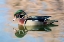 Picture of USA- NEW MEXICO- ALBUQUERQUE. MALE WOOD DUCK