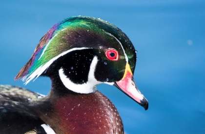 Picture of USA- NEW MEXICO- ALBUQUERQUE. MALE WOOD DUCK