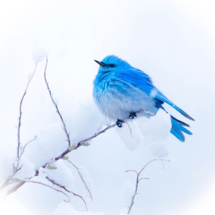 Picture of NEW MEXICO. A PORTRAIT OF A MOUNTAIN BLUEBIRD ON A BRANCH IN THE SNOW.
